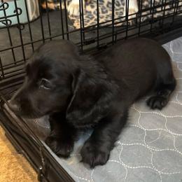 Female - Black female Dachshund puppy in Victoria, Texas from Prickly Arrow Pups