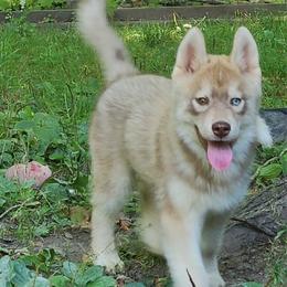 German Shepherd and Siberian Husky Puppies from Sstar
