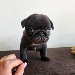 Male N1 - Black male Pug puppy in Jacksonville, North Carolina from Coliseum de Cassiope