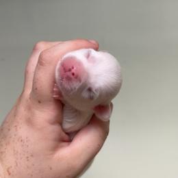 Diego - Cream and white male Chihuahua puppy in Austin, Indiana from Dog Bones N Harmony