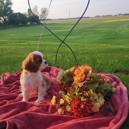 Cavalier King Charles Spaniel Puppies from AlKemy Pure Bred