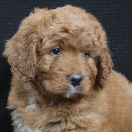 Honey - Red female Bernedoodle puppy in Westminster, South Carolina from Goldendoodlepuppiessc