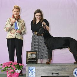 Beauceron Puppies from SilverStruck Kennels