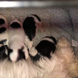 Havanese Puppies from SunWyst Havanese