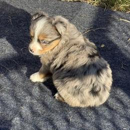 Blue merle lighter - Blue merle female Miniature Australian Shepherd puppy in Graham, North Carolina from Thompson Farm Mini Aussies