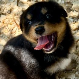 Zephyr - Black tri male Miniature Australian Shepherd puppy in Patterson, North Carolina from DreamLine Aussies