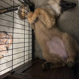 Belgian Tervuren Puppies from Timeless Belgians