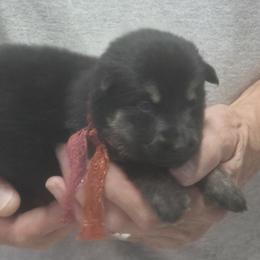 Girl 5 Yadah - Black and tan female German Shepherd puppy in Lake George, Colorado from High Country German Shepherds