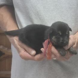 Girl 5 Yadah - Black and tan female German Shepherd puppy in Lake George, Colorado from High Country German Shepherds