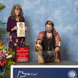 Silky Terriers from Pawsibility Silky Terriers