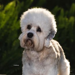JJ - Dandie Dinmont Terrier