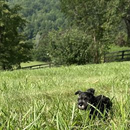 Boxer and Miniature Schnauzer Puppies from Cindy Williams