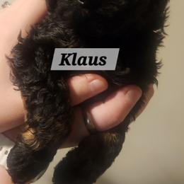 Aussiedoodle Puppies from My Classy Doodles