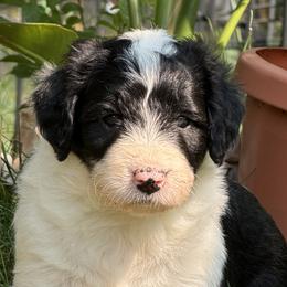 Girl 1 - White and black female Bordoodle puppy in Shelton, Washington from Prophecy Kennels