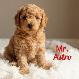 Mr. Astro - Apricot male Goldendoodle puppy in Sacramento, California from Dandy Doodles Goldendoodles