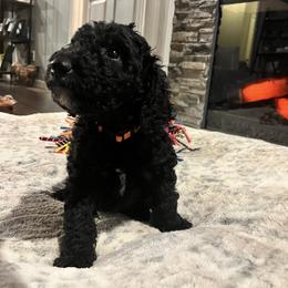 Mr. Orange - Black and white male Aussiedoodle puppy in Taylor, Missouri from Pawsitively Doodles