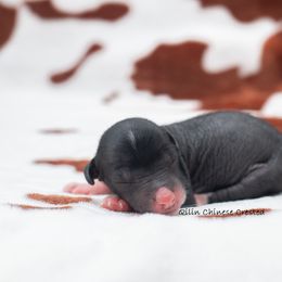 Chinese Crested Puppies from Qilin Chinese Crested