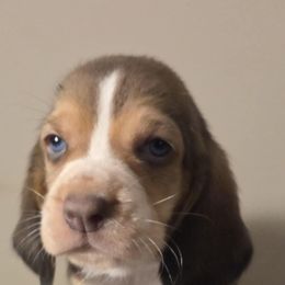 Lola 2000.00 - Blue tan and white female Basset Hound puppy in Denison, Texas from Emma Lou's Baby Bassets