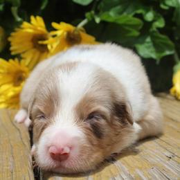 Dinah - Red merle female Australian Shepherd puppy in Star City, Arkansas from Blush & Lace Aussie Co.