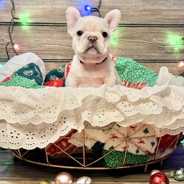 Elisa - Cream female French Bulldog puppy in Shields, Michigan from Mid-Michigan Frenchies