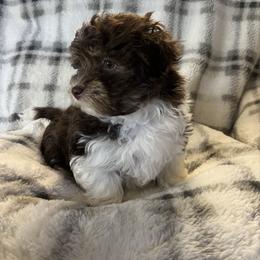 Carly - Chocolate female Havanese puppy in Starr, South Carolina from Home with Havanese