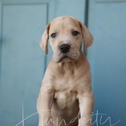 Lacey - Merle female Great Dane puppy in Denison, Texas from Hundeity Great Danes