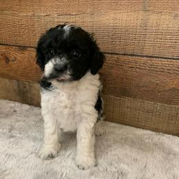 Flaire - Parti female Poodle puppy in Haddam, Kansas from Golden B Acres