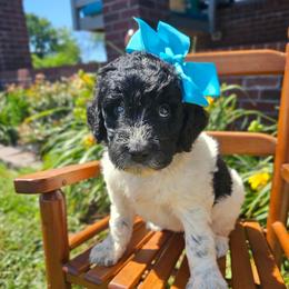 Beacker - female Newfypoo puppy in Hardin, Kentucky from Bluegrass Newfypoos