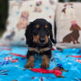 Black and Tan 1 - Black and tan male Dachshund puppy in West Plains, Missouri from Spring Creek Dachshunds