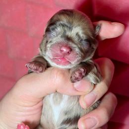 Piglet - Chocolate and white male Chihuahua puppy in West New York, New Jersey from Pixie’s Magical Puppies