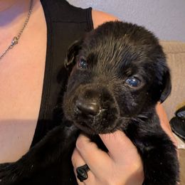 Shy Guy, Brown Collar (was grey) - Black male Labrador Retriever puppy in Commerce, Oklahoma from Standing Water Kennels