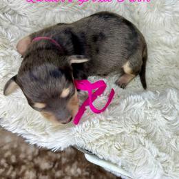 Riley - Dapple female Dachshund puppy in Atwood, Oklahoma from Holder’s Doxie Farm