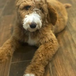 Goldendoodle and Labradoodle All Grown Up from Brock Farm Doodles, LLC