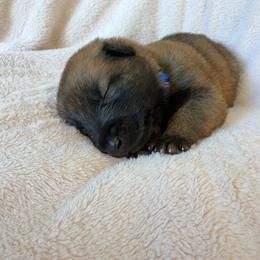 5th Pick Male - Fawn sable male Belgian Malinois puppy in Boise, Idaho from Wings of Freedom Retrievers and Malinois