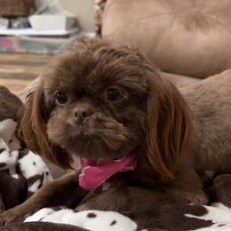 Shih Tzu All Grown Up from I Shih Tzu not Puppies of the Gulf Coast