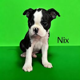 AKC Nix - Black brindle and white male Boston Terrier puppy in Galena, Kansas from RottNBostons