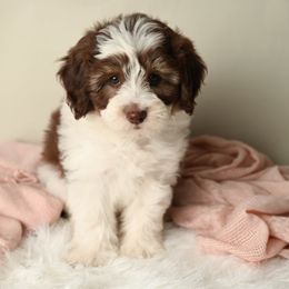 Snow White - Brown and white female Aussiedoodle puppy in Lincoln, California from Frenchie LOVE and Doodles