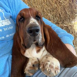 Tiana - Black brown and white female Basset Hound puppy in Red Bay, Alabama from Maple Street Bassets
