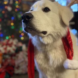 Great Pyrenees All Grown Up from The Yosemite Pyrenees Ranch