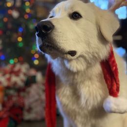 Great Pyrenees All Grown Up from The Yosemite Pyrenees Ranch