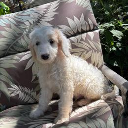 Coconut - Cream male Labradoodle puppy in Somerset, California from Annie’s Animals