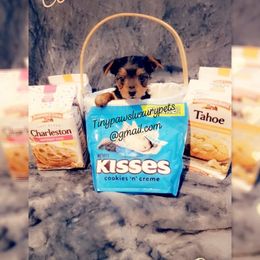 Biewer Terrier, Poodle, and Yorkshire Terrier Puppies from Tiny Paws Luxury Pets