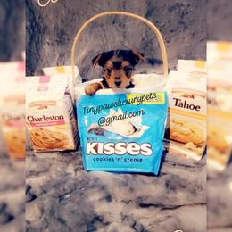 Biewer Terrier, Poodle, and Yorkshire Terrier Puppies from Tiny Paws Luxury Pets