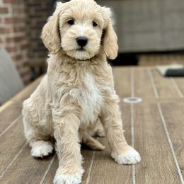 Goldendoodle Puppies from Gentry Doodles