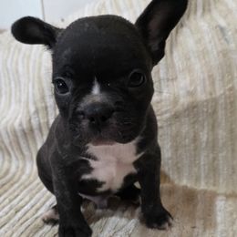 Rosco - Brindle male French Bulldog puppy in Cabool, Missouri from Shannon French Bulldogs