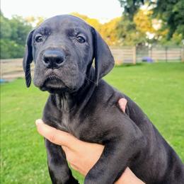 Vivian - Black female Great Dane puppy in Princeton, Indiana from Phantasm Farms