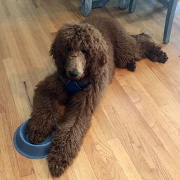 Poodle All Grown Up from Wine Country Reds