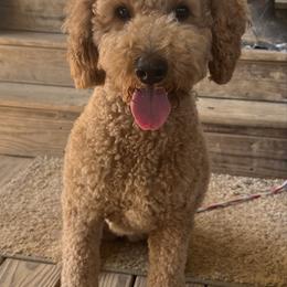 Ruby - Apricot female Goldendoodle puppy in Wesson, Mississippi from Southern Country Doodles