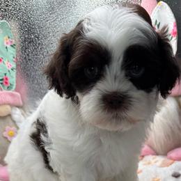 Raquel - Brown female Shihpoo puppy in Colonial Beach, Virginia from BeachRidge Pups