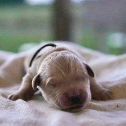 Rowan (Brown) - Golden male Golden Retriever puppy in Lodi, California from R3 Sport Dogs (Rafter 3 Ranch)